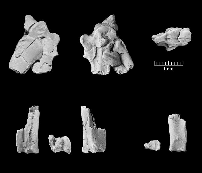 12 AMERICAN MUSEUM NOVITATES NO. 3323 Fig. 4. Limenavis patagonica, holotype (PVL 4731).