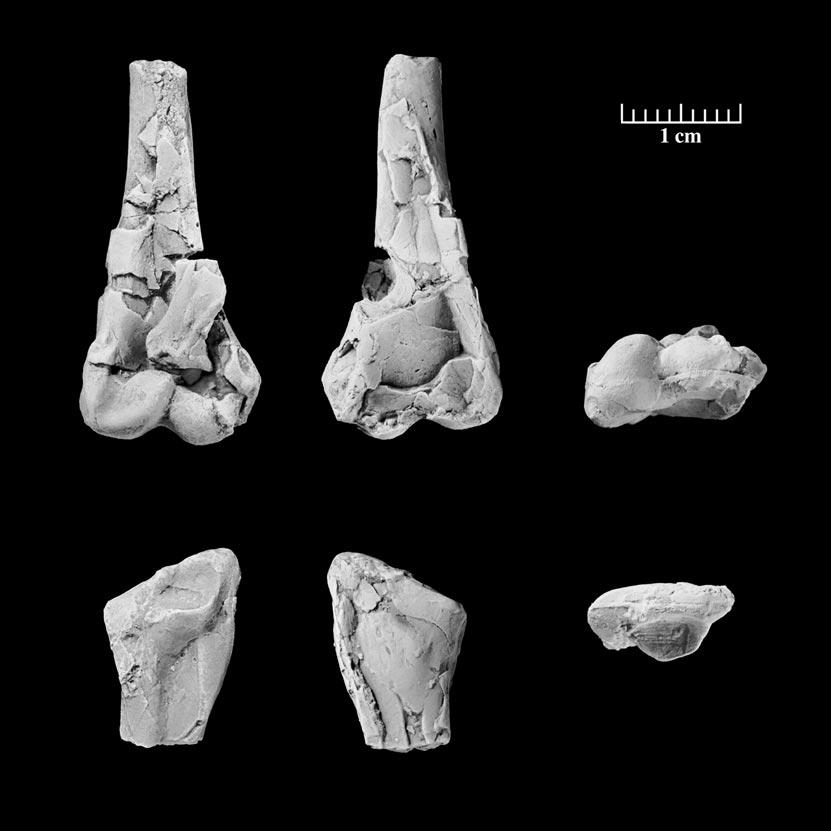 8 AMERICAN MUSEUM NOVITATES NO. 3323 Fig. 2. Limenavis patagonica, holotype (PVL 4731). Right distal humerus attached proximal end of the radius in A, cranial; B, caudal; C, distal views.