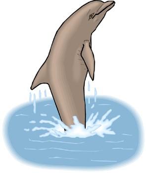 Fact Card #5 Fact Card #6 A dolphin cannot breathe through its mouth. It has a blowhole on top of its head for breathing.