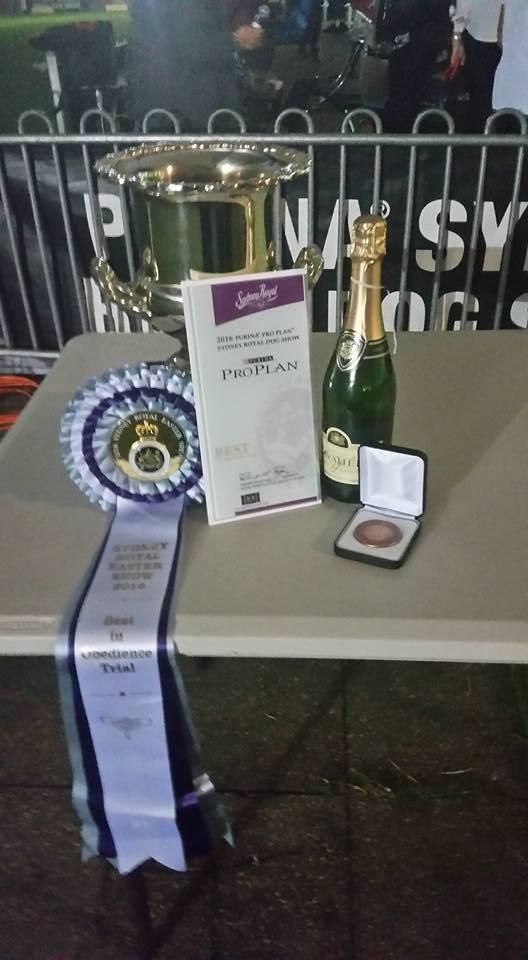 This qualified him for the Jack Goldstein Gold Medal for excellence in Obedience & Conformation at a single Sydney Royal.