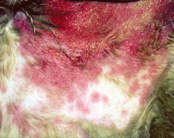 QuickNotes History and physical examination findings are the keys to making an appropriate diagnosis of flea allergy dermatitis.