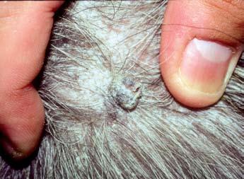 There is no breed or sex predilection, and flea allergy dermatitis can develop in animals of any age. Patients may exhibit seasonal or year-round pruritus, depending on their geographic location.