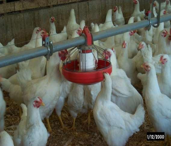 Good rooster management Level floors Feed line charged or run all the feed out each