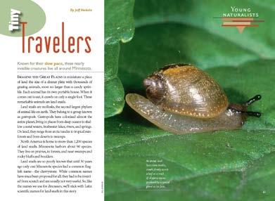 Tiny Travelers Study Questions Study and learn facts and ideas based on this Young Naturalists nonfiction story in Minnesota Conservation Volunteer, September October 2016, www.mndnr.gov/mcvmagazine.