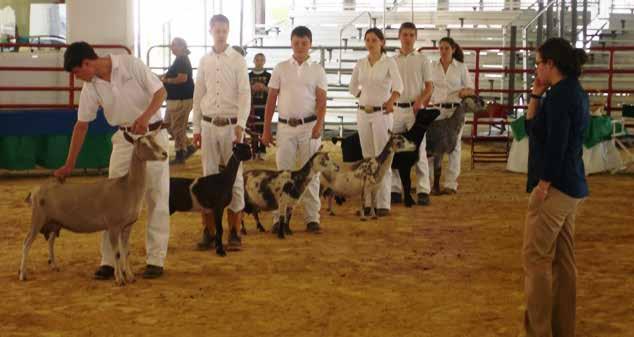 Showing Your Dairy Goat Where to Start? When showing a dairy goat, walk holding the chain in one hand and leading the goat beside you. Always make sure the goat is between you and the judge.