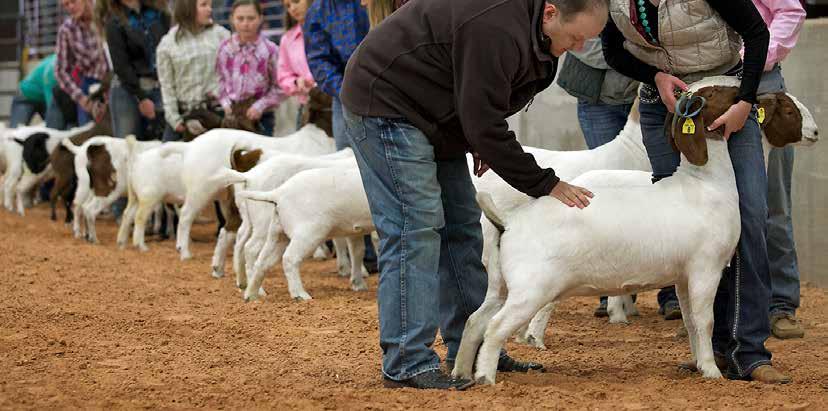 Showing Your Boer Goat Where to Start? Be sure to enter the show ring promptly and that the goat is led from the left hand side.