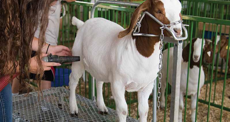 Tips on Fitting your Goat Fitting goats for show requires more than simply shaving them. Goats, regardless of breed, should be washed prior to clipping!