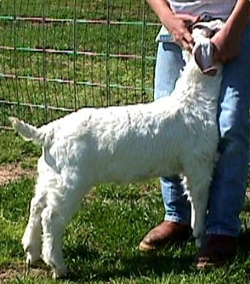 PROSPECT SELECTION Growth Potential Ability to grow Be competitive A moderate framed goat with length and extension