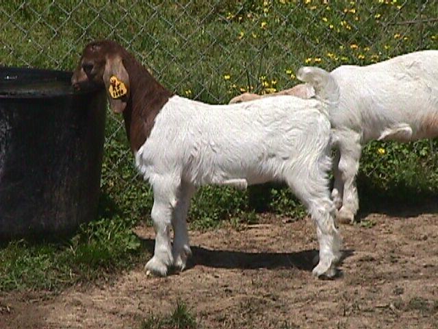 KEYS TO KEEPING GOATS HEALTHY Provide free choice mineral Formulated for goats Detect