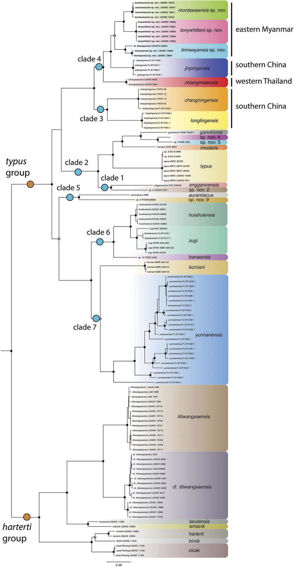 10 L. L. GRISMER ET AL. Figure 2. A Bayesian inference topology illustrating the phylogenetic relationships of the 28 species of Hemiphyllodactylus.