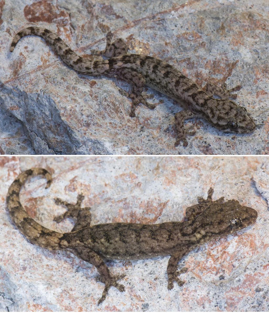 16 L. L. GRISMER ET AL. Figure 5. (a) Juvenile male paratype (LSUHC 13029) of Hemiphyllodactylus tonywhitteni sp. nov. from the type locality of Phapant Cave 25.