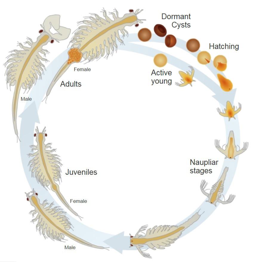 Brine Shrimp Life Cycle Figure 1. Brine shrimp life cycle.
