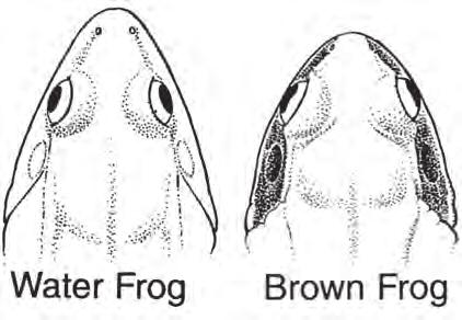Figure 1. Illustration from Arnold & Ovenden (2002) depicting the difference in the relative separation of the eyes.