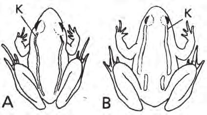 Configuration of the Dorsolateral Folds Fog et al. (1997 [in Danish]) suggest that there is a difference between the groups in the linear patterns of the dorsolateral folds (Fig. 2).