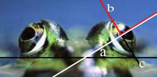 Configuration of the Dorsolateral Folds The form and linearity of the dorsolateral folds in photographs of sixty-six water frogs and fifty-one brown frogs were compared with the examples given by Fog