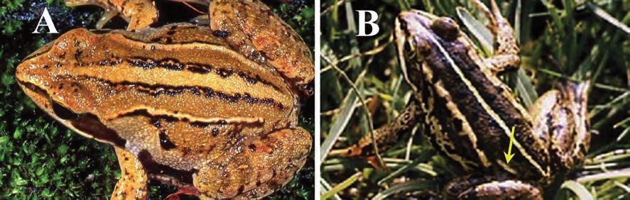 Figure 6. Examples of typical dorsolateral fold patterns. A = moor frog exhibiting typical brown frog dorsolateral fold pattern A (Fig. 5).