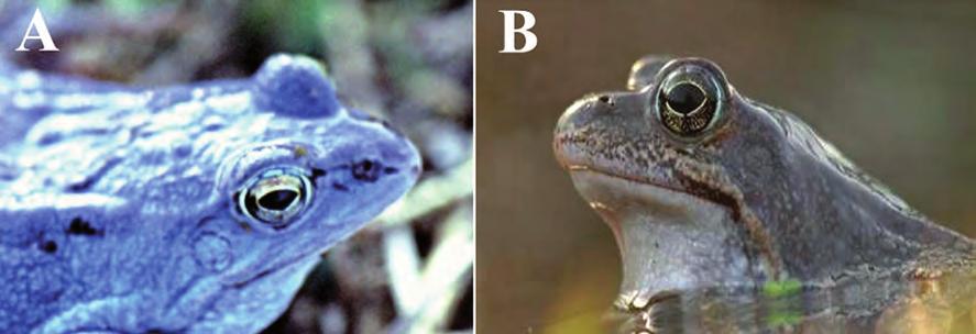in three brown frogs) appeared most like a broken variant of A-D (particularly A); the chained segments in the posterior half follow the general curving linearity of the folds (unlike the water frog