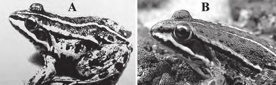 Figure 8. Northern clade pool frogs with a temporal mask. A = juvenile male from Norfolk (John Buckley). B = juvenile from Sweden (Jim Foster). breeding males.