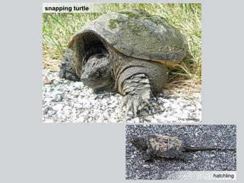 Snapping turtles, sometimes called snappers, are the second most common type of turtle in New Hampshire. They re found throughout most of the state, but are less common in the north.