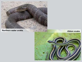 The northern water snake is the only snake in New Hampshire that is consistently found in or near water.