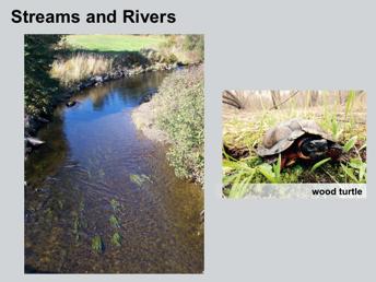 Now let s get familiar with some reptiles and amphibians that we might find in stream and river habitats.