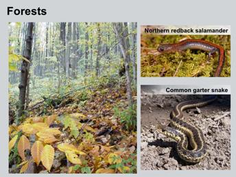Next, let s take a look at the reptiles and amphibians that use forests.