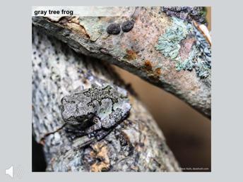 [Click speaker icon to play frog call] The loud, resonating trill of the gray tree frog can be heard during spring and summer in forested areas with small trees or shrubs that are close to water.