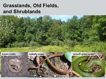 Grasslands, shrublands, and reverting old fields are important habitats, especially for many of New Hampshire s snake species.