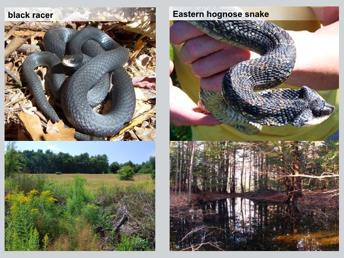 Like other reptiles and amphibians, each snake species has adapted to particular habitat types based on their food preferences and movement patterns.