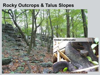 The only venomous snake in New Hampshire is the extremely rare timber rattlesnake, which is an endangered species. Timber rattlesnakes prefer rocky, south- facing hillsides.