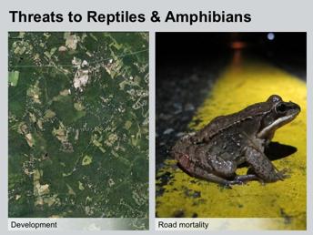Like almost all of New Hampshire s wildlife species, the primary threat to our reptiles and amphibians is the loss of their habitat.