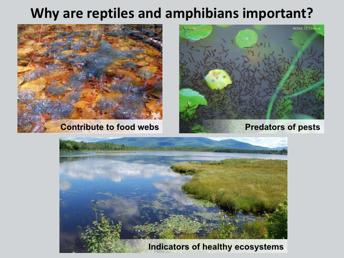 [Ask the audience] So, why are reptiles and amphibians important? Potential answers: They are prey species, eat bugs, fun to watch, etc. Good answers!