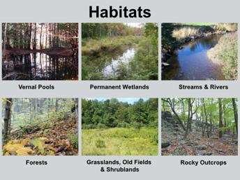 New Hampshire s reptiles and amphibians use a variety of habitats. Can anyone define habitat?