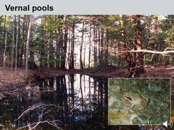 For many frogs and salamanders, the final destination of this spring migration is a vernal pool one of the many habitats used by reptiles and amphibians.