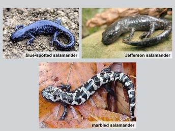 The distribution and abundance of two less- common mole salamanders, the Jefferson salamander and the blue- spotted salamander is complicated because these two species interbreed, resulting in hybrid