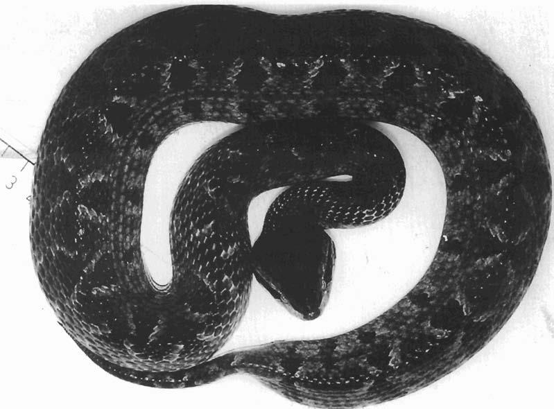 Figure 20 : Malayan pit viper
