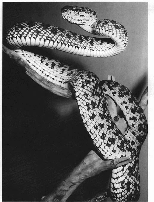Figure 24 : Mangrove pit viper (Trirneresurus purpureornaculatus). (Copyright DA Warrell) 2.1.3 How to identify venomous snakes There is no simple rule for identifying a dangerous venomous snake.