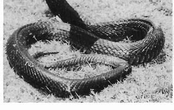 cobra (Naja kaouthia).