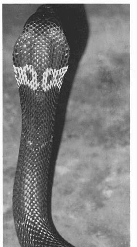 Figure 7 : (Left) Chinese cobra (Naju