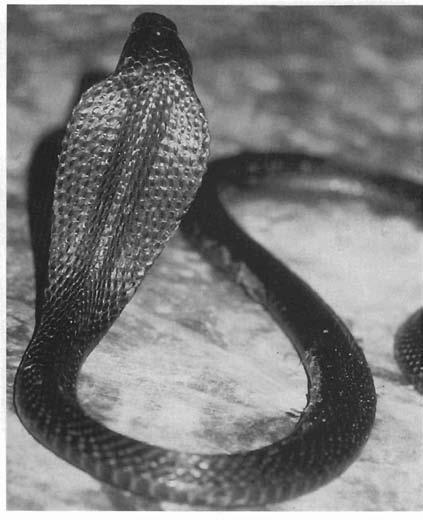Figure 9 : Sumatran spitting cobra (Naja