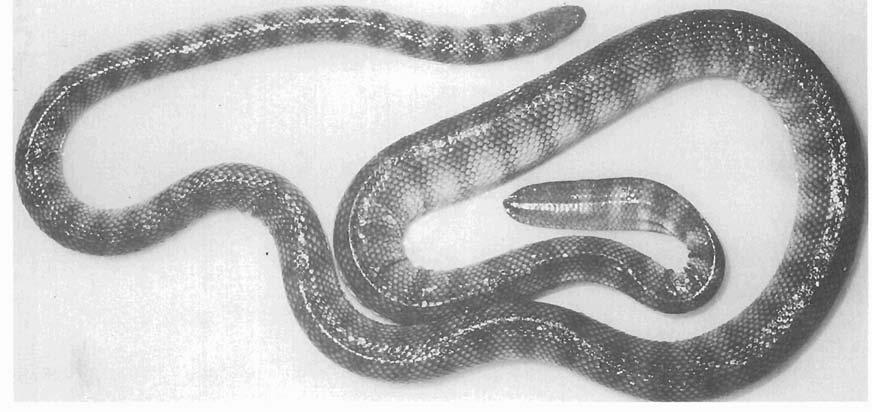 Figure 15 : Blue spotted sea snake (Hvdrophis cyunocincrus).