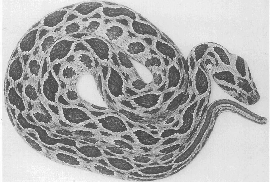 Medically important species in Southeast Asia are: typical vipers Daboia russelii Russell's vipers (Fig 17) Echis carinatus and E sochureki saw-scaled or carpet vipers (Figs 18,19) pit vipers