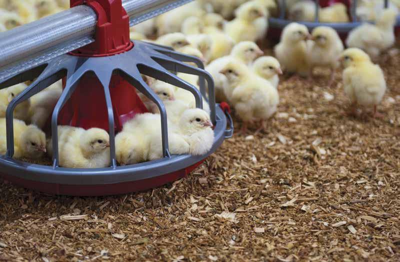 Let s T lk CHICKEN letstalkchicken.ca Chicken Farmers Deliver on Animal Care!