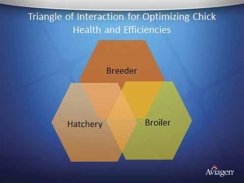 Broiler Brooding Management and the Triangle of Interaction: Working Together to Reduce Antimicrobial use Early On The removal of the preventive use antibiotics from poultry production is approaching
