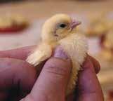 Metrics and attention to the FLAWS (Food, Lighting, Air, Water, and Space) will become the rule for quality chick management in a future without preventative antibiotics.
