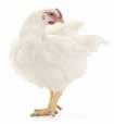 14 Antimicrobial Use in Chicken Production 18 Marketing & Antimicrobial Use 21 Getting Involved In The