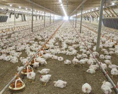 In this article, the main goal is to discuss important broiler chicken diseases and how proper diagnosis and application of vaccines can reduce the frequency and quantity of antibiotics used at your