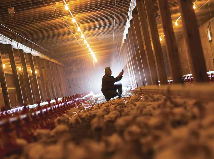 Canadian chicken farmer Yvon Cyr, in his barn in New Brunswick.