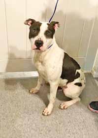 If you would like to meet me, call Jackie at 910-523-9719. My name is Rosie and I am a sweet, gentle and sensitive Hound. I am large and weigh about 60 pounds.