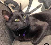 All 4 Cats Call or text 910-707-4372 or email monica@all4cats.org to adopt! Hi, my name is Stout. I'm a total sweetheart and I like everyone and everything.